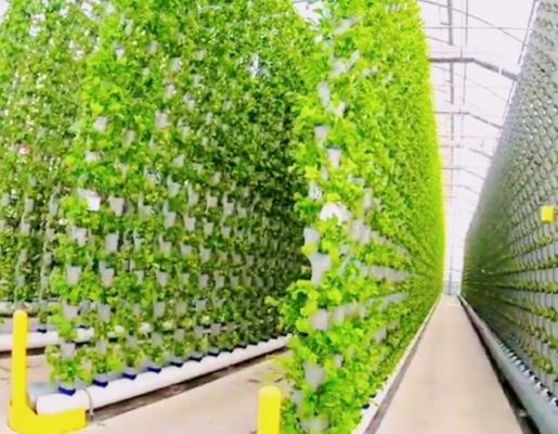 Стальная конструкция гидропонный контейнер теплица Juxiang 40hq для строительных материалов