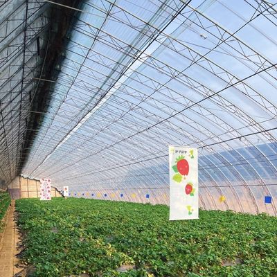 Пакет валовой массы 100.000 кг Гидропоническая теплица для цветков клубники с пленкой