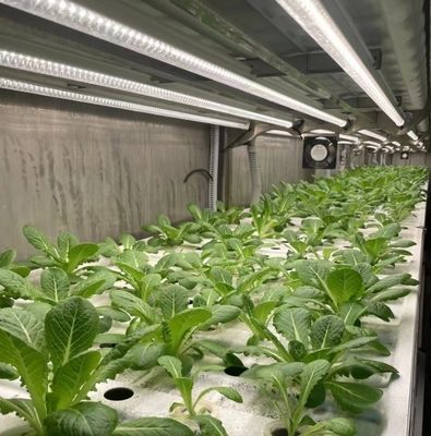 Способ выращивания гидропоники 40hq контейнер Reefer для теплицы листовых овощей