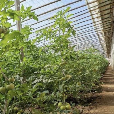 Сельское хозяйство с солнечным светом Тепличная аквакультура Гидропоника Система выращивания JX-A00201