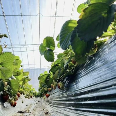 Оптимизировать рост с помощью солнечного света и полива распылением Цветочная оранжерея