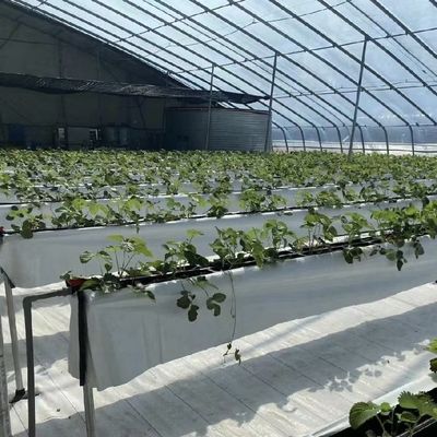 Оптимизировать рост с помощью солнечного света и полива распылением Цветочная оранжерея