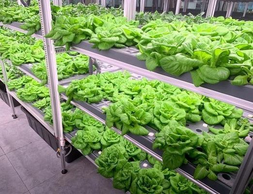 Контейнерный сад для перевозки листовых овощей с форменной крышей и возможностью настройки