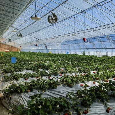 Теплица для посадки цветов из овощной пленки с капельным орошением и пластиковым покрытием