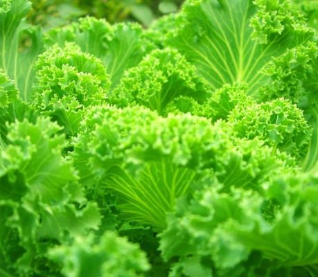 Juxiang 40hq Reefer Container Greenhouse Стоимость доставки и расчетный срок доставки