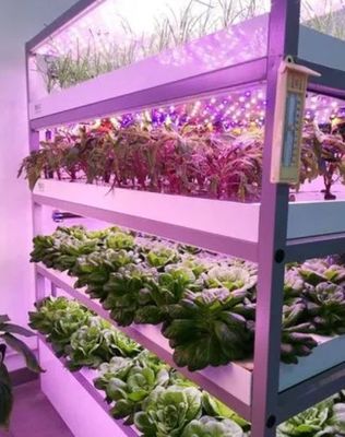 Juxiang 40hq Reefer Container Greenhouse Стоимость доставки и расчетный срок доставки