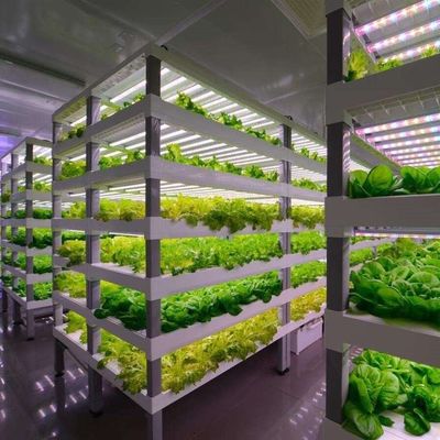 Контейнерная теплица для выращивания листовой зелени