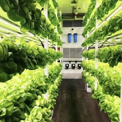18000.000kg Теплица для листовых овощей Пакет валовой массы и легкий возврат