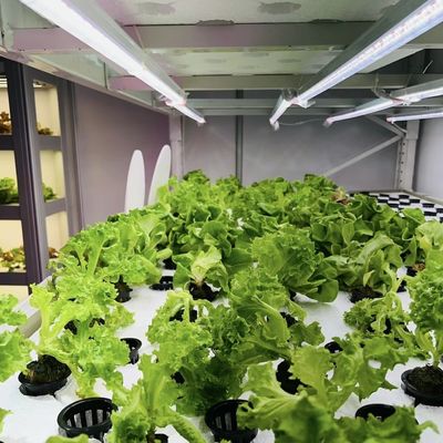 18000.000kg Теплица для листовых овощей Пакет валовой массы и легкий возврат