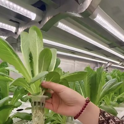 18000.000kg Теплица для листовых овощей Пакет валовой массы и легкий возврат
