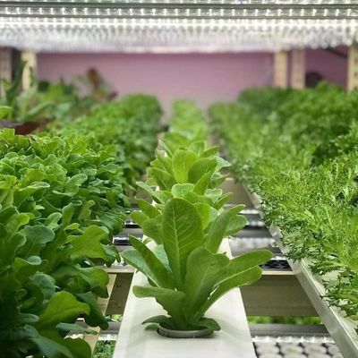 18000.000kg Теплица для листовых овощей Пакет валовой массы и легкий возврат