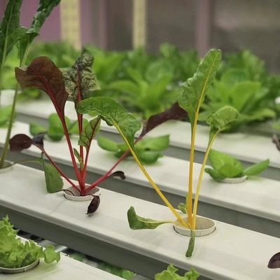 Покрытие теплицы для овощей стоимость доставки и расчетный срок доставки