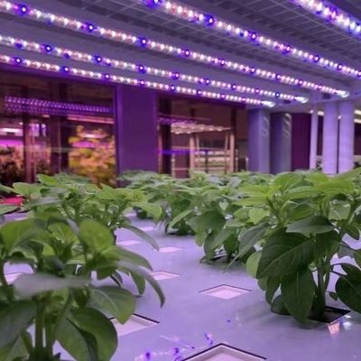 Контейнерная теплица для выращивания листовых овощей Первоначальная оплата и доступная доставка