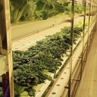 Преобразуйте свою сельскохозяйственную деятельность с помощью лиственных овощей Reefer Container Greenhouse