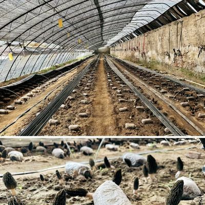30-дневные возвратные средства для системы производства овощей в тепличных условиях с использованием солнечных лучей