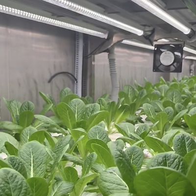 18000.000kg Пакет валовой вес Контейнер для выращивания зеленых листовых овощей Теплица