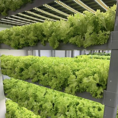 18000.000kg Пакет валовой вес Контейнер для выращивания зеленых листовых овощей Теплица