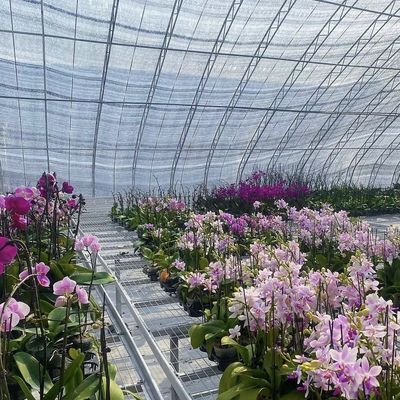 Стоимость доставки и расчетный срок доставки для коммерческой гидропонной семенной теплицы