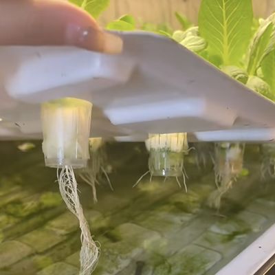 18000.000kg Контейнерный дом для выращивания зеленых листовых овощей