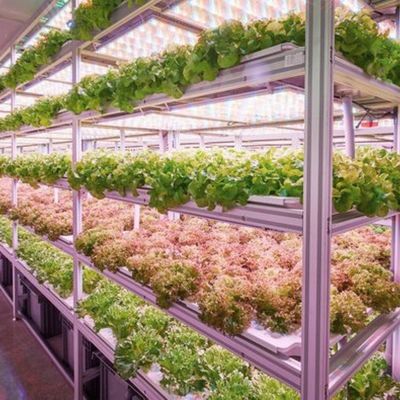 18000.000kg Контейнерный дом для выращивания зеленых листовых овощей