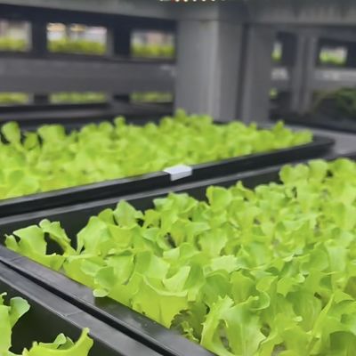 18000.000kg Контейнерный дом для выращивания зеленых листовых овощей
