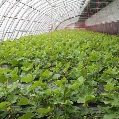 Большое выращивание огурцов упрощено с помощью коммерческой теплицы с регулируемой влажностью