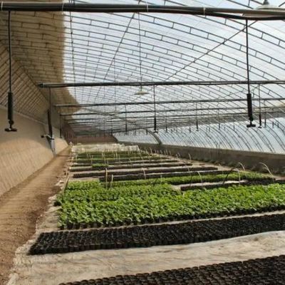 Большое выращивание огурцов упрощено с помощью коммерческой теплицы с регулируемой влажностью