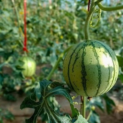 Оранжерея для выращивания томатов с солнечным светом с контролем влажности и температуры