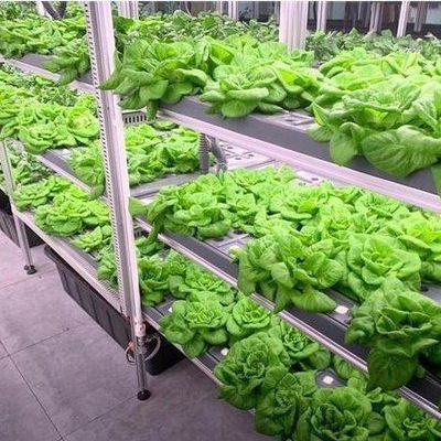 Коммерческая вертикальная ферма Контейнерная теплица с гидропонной системой