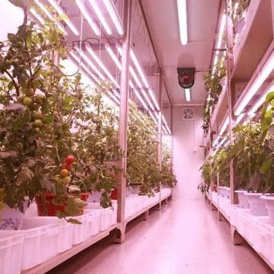 Коммерческая вертикальная ферма Контейнерная теплица с гидропонной системой