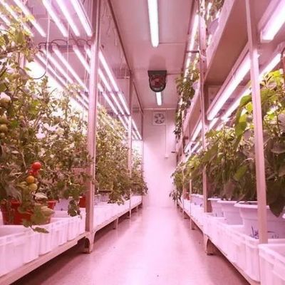Гидропоническая система для овощей Контейнерная теплица для вертикального выращивания JX-CG-103