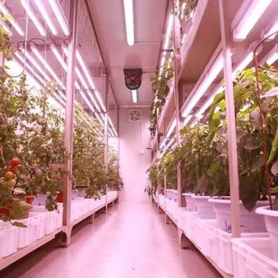 Многофункциональная коммерческая теплица для гидропонного вертикального выращивания в судоходных контейнерах