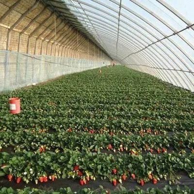 Теплица для выращивания томатов с увеличенным солнечным светом с двойным слоем и сводной крышей