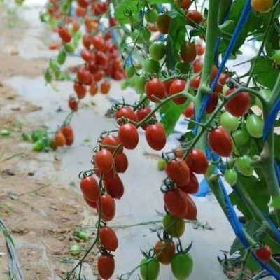 Теплица для выращивания томатов с увеличенным солнечным светом с двойным слоем и сводной крышей
