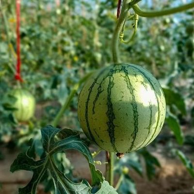 Двухслойная теплица для выращивания овощей и временной производительности отопления