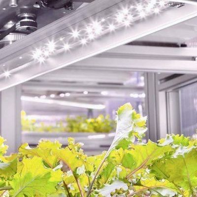 Вертикальное сельское хозяйство гидропоника теплица в 40HQ Reefer контейнер с стальной структурой