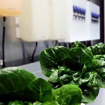 Вертикальное сельское хозяйство гидропоника теплица в 40HQ Reefer контейнер с стальной структурой