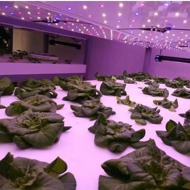 Вертикальное сельское хозяйство гидропоника теплица в 40HQ Reefer контейнер с стальной структурой