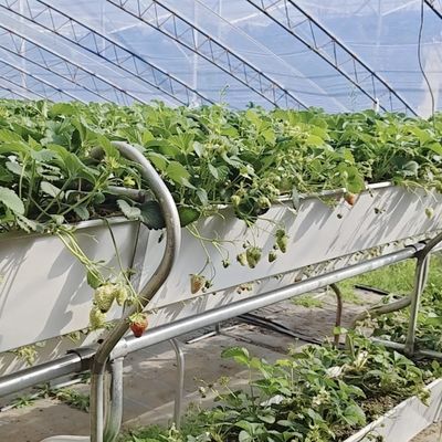 Коммерческая томатная теплица для выращивания солнечного света с стоимостью доставки и дизайном