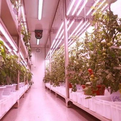 Контейнеры для судоходства Вертикальное сельское хозяйство Коммерческая теплица с гидропоникой Инновации