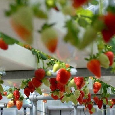 Стальные крышки гидропонические вертикальные контейнеры для сельского хозяйства теплицы с передовыми технологиями