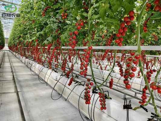 Теплица для гидропонического выращивания, покрытая пластиковым листом и дизайном с одной прослойкой