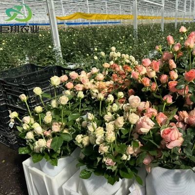US 40/Piece Samples PC Side/Poly House и PE Roof Greenhouse для выращивания овощей