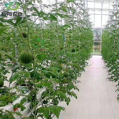 Juxiang листовки ПК доска Зеленый дом для гидропонных систем выращивания клубника на заказ