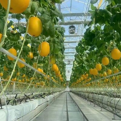 Гидропоническое выращивание овощей Венло стеклянная теплица с двойным слоем и типовой крышей