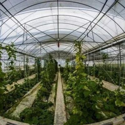 1209.00cm * 235.00cm * 239.00cm Настраиваемая пленка теплица для выращивания овощей