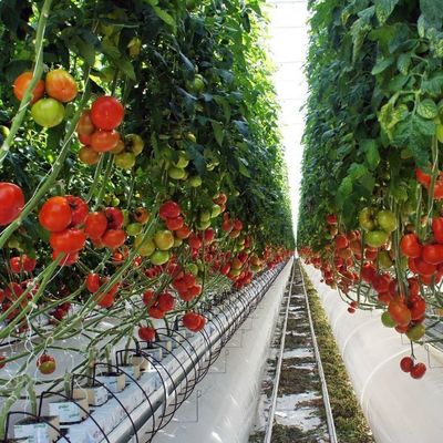2000.000kg Пакет валовой массы Антикапельная туманная пленка теплица для выращивания овощей