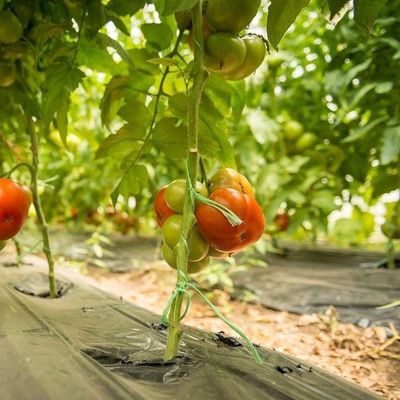 2000.000kg Пакет валовой массы Антикапельная туманная пленка теплица для выращивания овощей