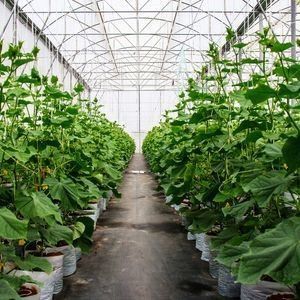 2000.000kg Пакет валовой массы Антикапельная туманная пленка теплица для выращивания овощей