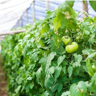 2000.000kg Пакет валовой массы Антикапельная туманная пленка теплица для выращивания овощей